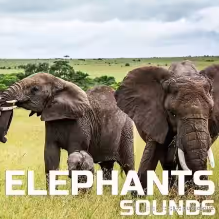 Cloud Nine Records Elephants Sounds [FLAC]